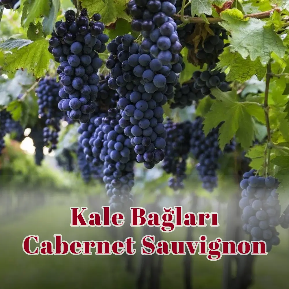 Kale Bağları Cabernet Sauvignon