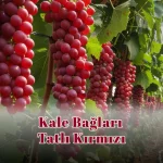 Kale Bağları Tatlı Kırmızı