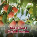 Şirince Yedibağlar Şeftali Şarabı