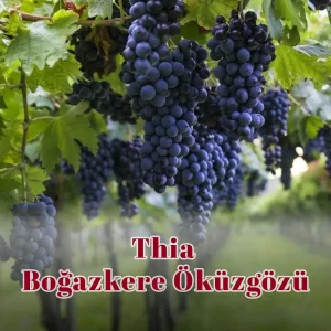 Thia Boğazkere Öküzgözü