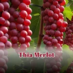 Thia Merlot