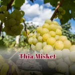 Thia Misket