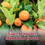Vincent Şirince Mandalina Şarabı