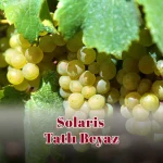 Solaris Tatlı Beyaz
