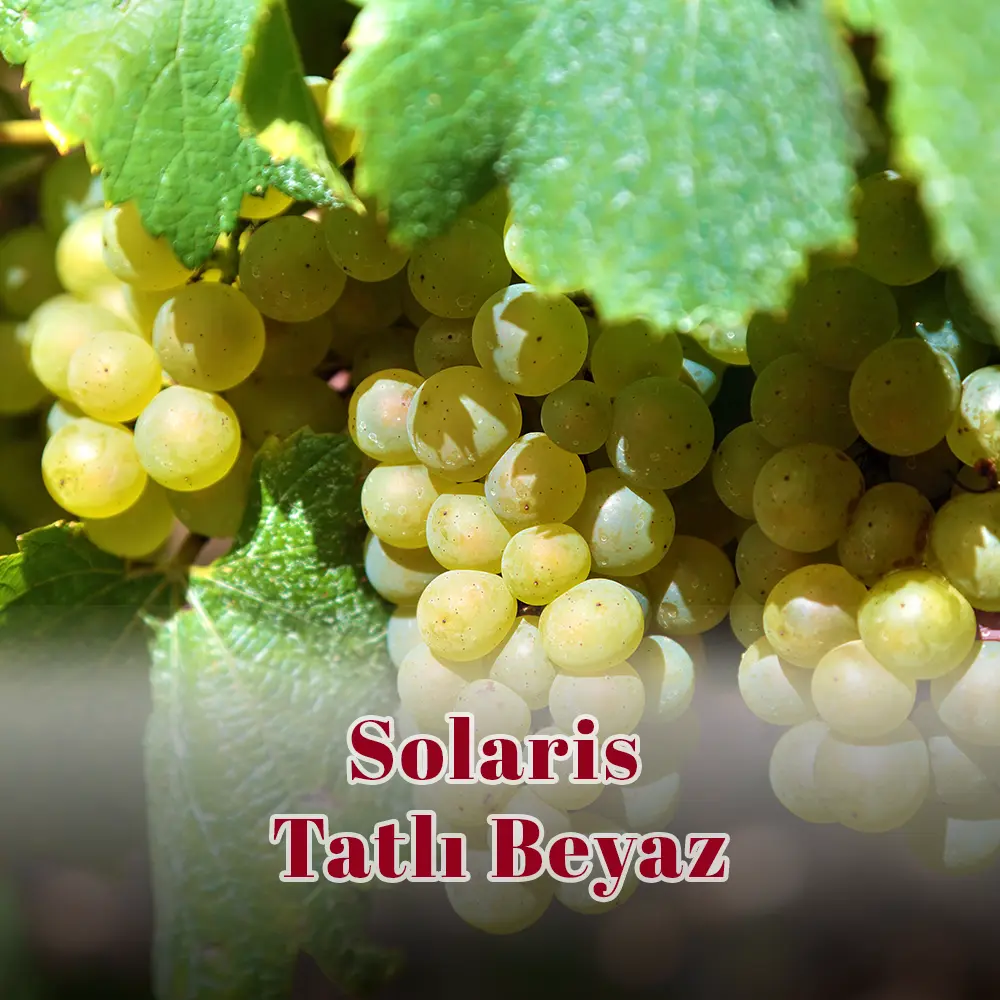 Solaris Tatlı Beyaz Solaris Tatlı Beyaz - Görsel 1