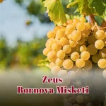 Zeus Bornova Misketi