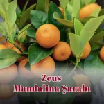 Zeus Mandalina Şarabı