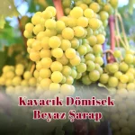 Kavacık Dömisek  Beyaz Şarap