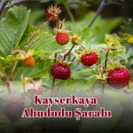 Kayserkaya Ahududu Şarabı