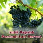 Antik Bağcılık Passionis Late Harvest
